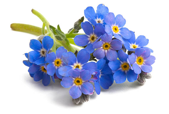 Photo of a bouquet of forget me knots